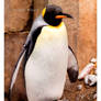 King Penguin