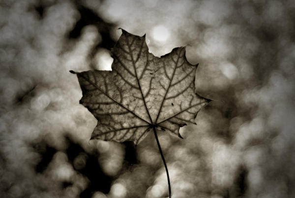 leaf.