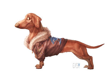 dachshund