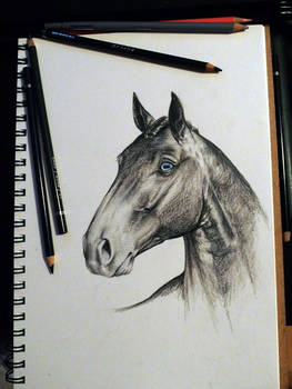 Lusitano Horse