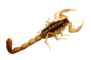 Striped Bark Scorpion