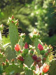 cactus  flowering by LinaAoki