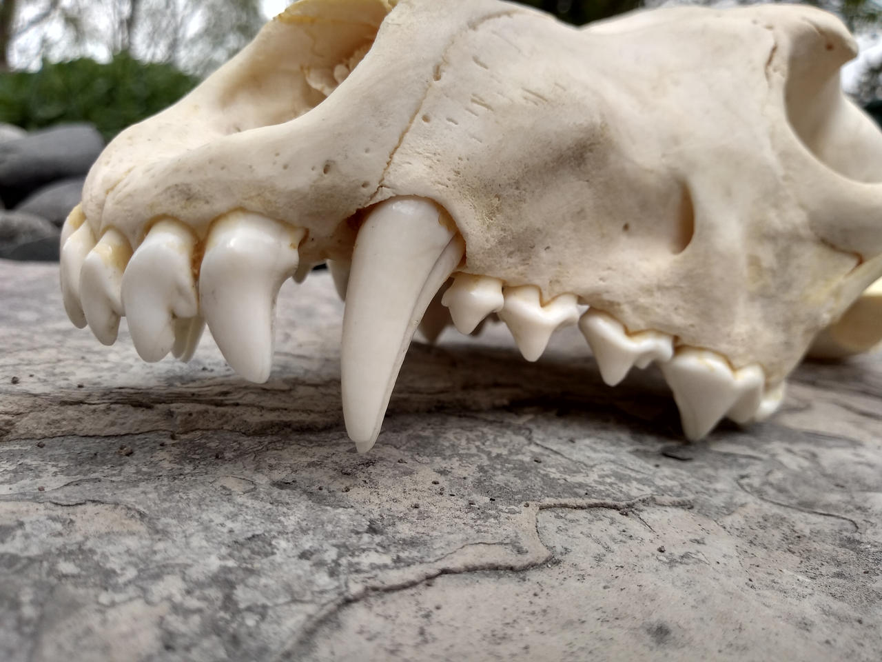 Grey Wolf Skull Bone And Dentition Details By DaniBeez On DeviantArt grey-wolf-skull-bone-and-dentition-details-by-danibeez-on-deviantart