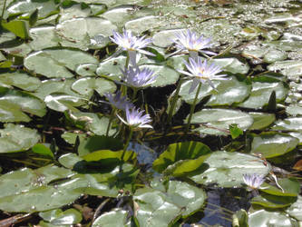 Water Lily