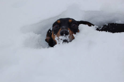 Snowy Daschund