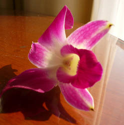 Purple Orchid