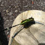 Dragonfly on shoe?