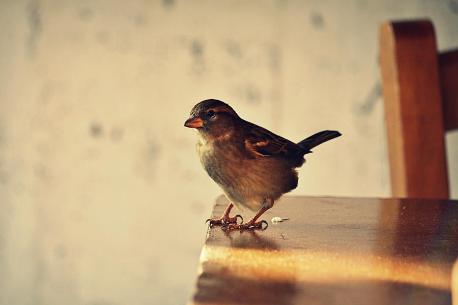 Just a sparrow.