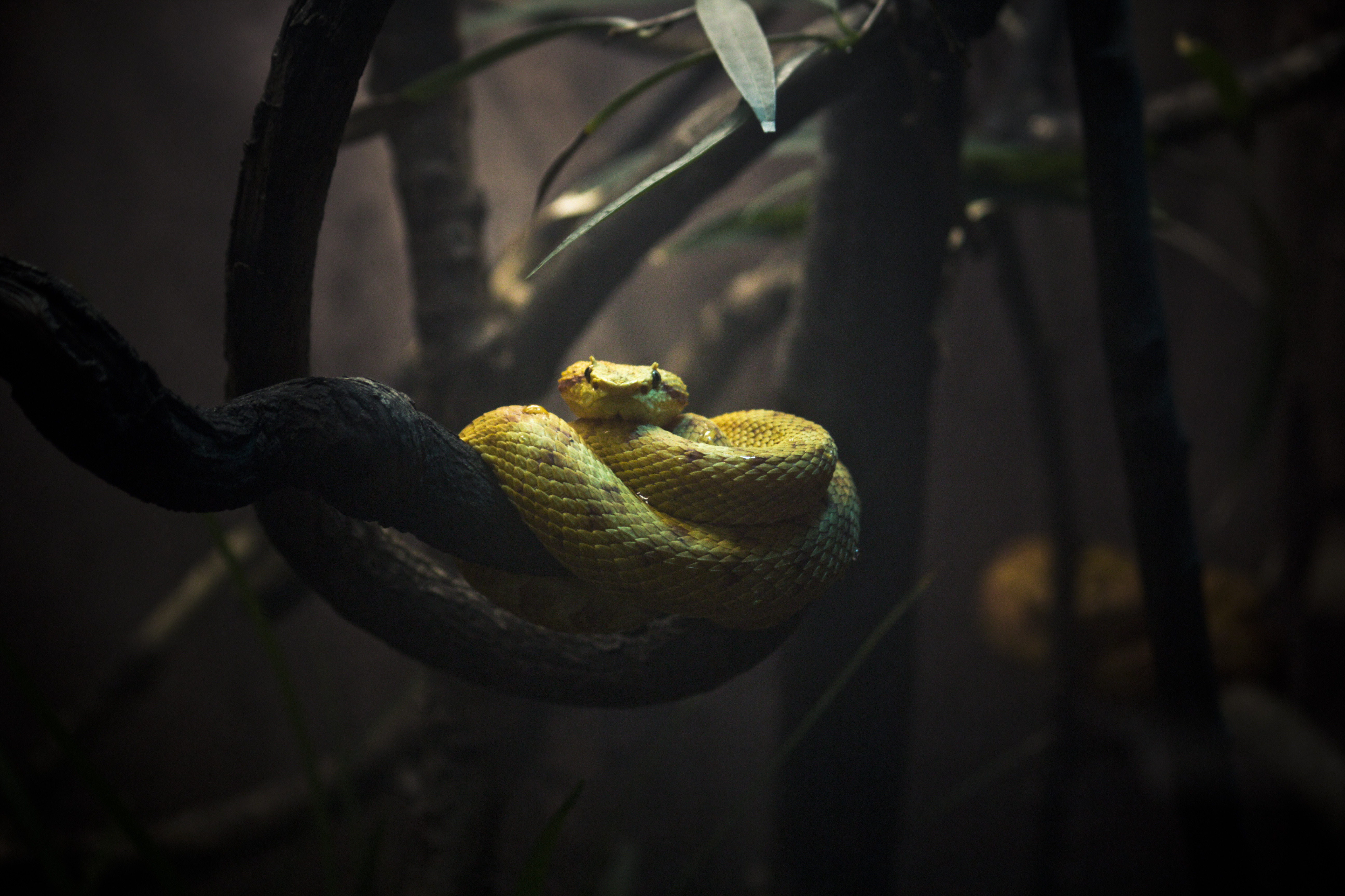 Yellow Viper