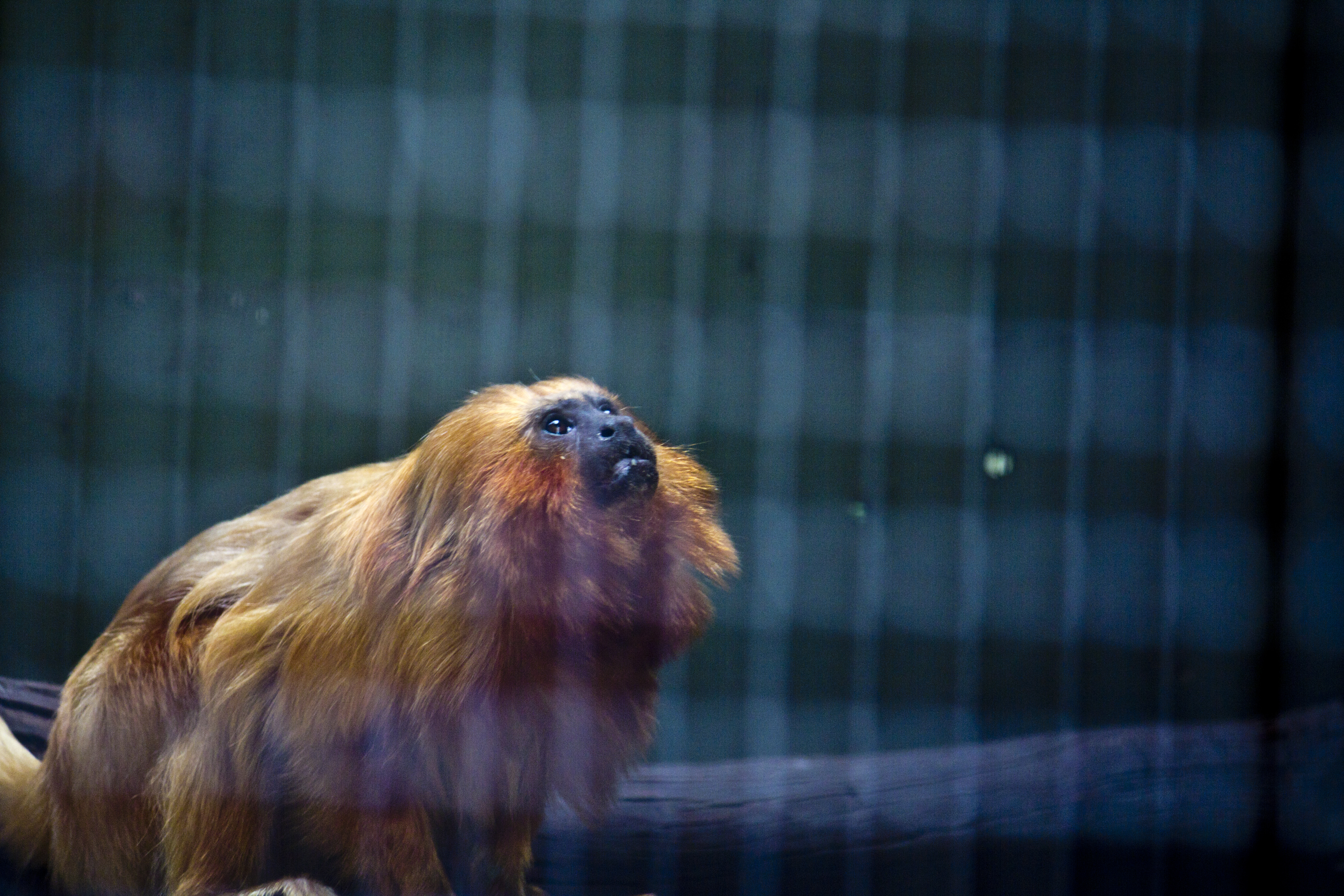 Orange Tamarin