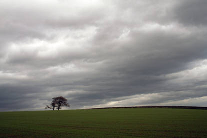 tree and sky