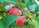 Fresh Fall Apples by MermaidsandWaves1993