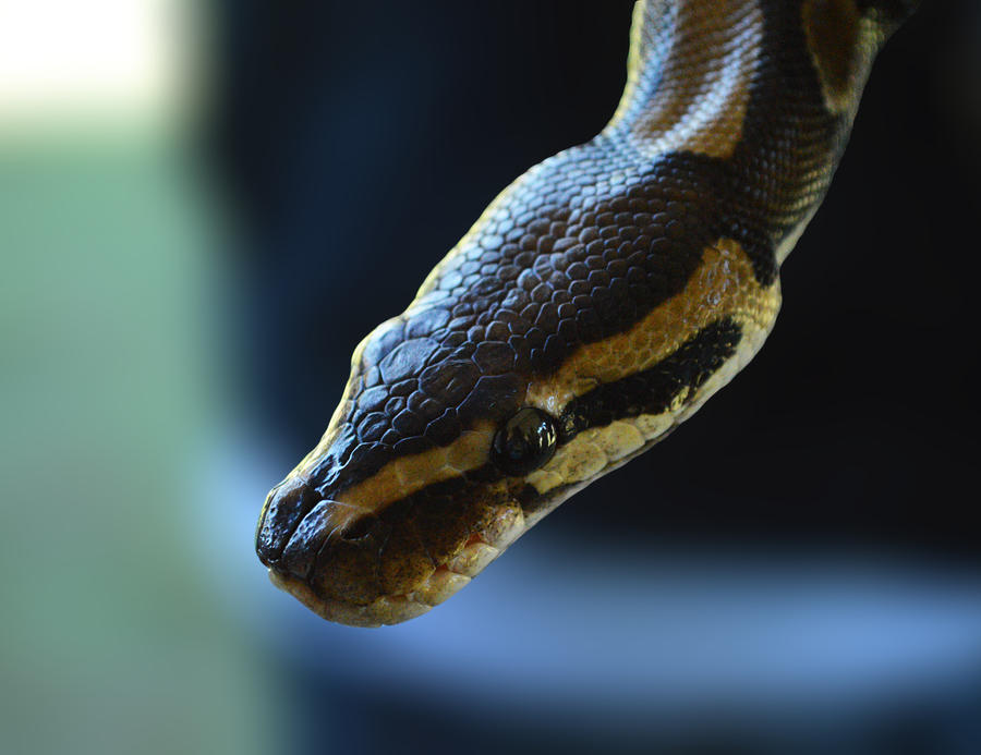 Beautiful Python by MermaidsandWaves1993 on DeviantArt