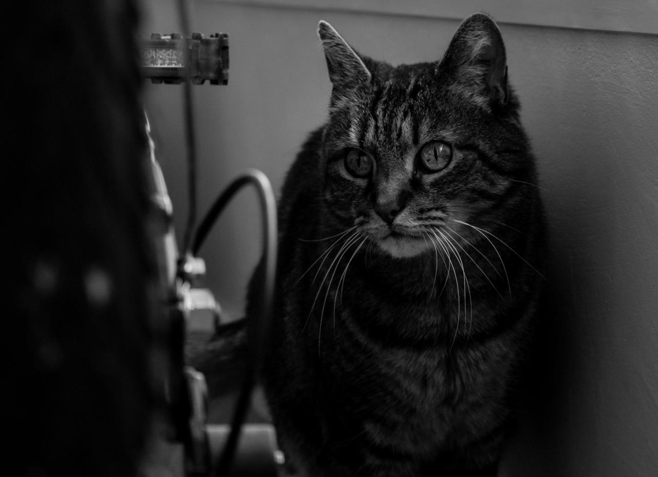 Trop Beau Ce Chat By Ultimeloser On Deviantart Trop Beau Ce Chat By Ultimeloser On Deviantart