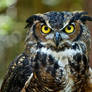 Dudley, the Great Horned Owl