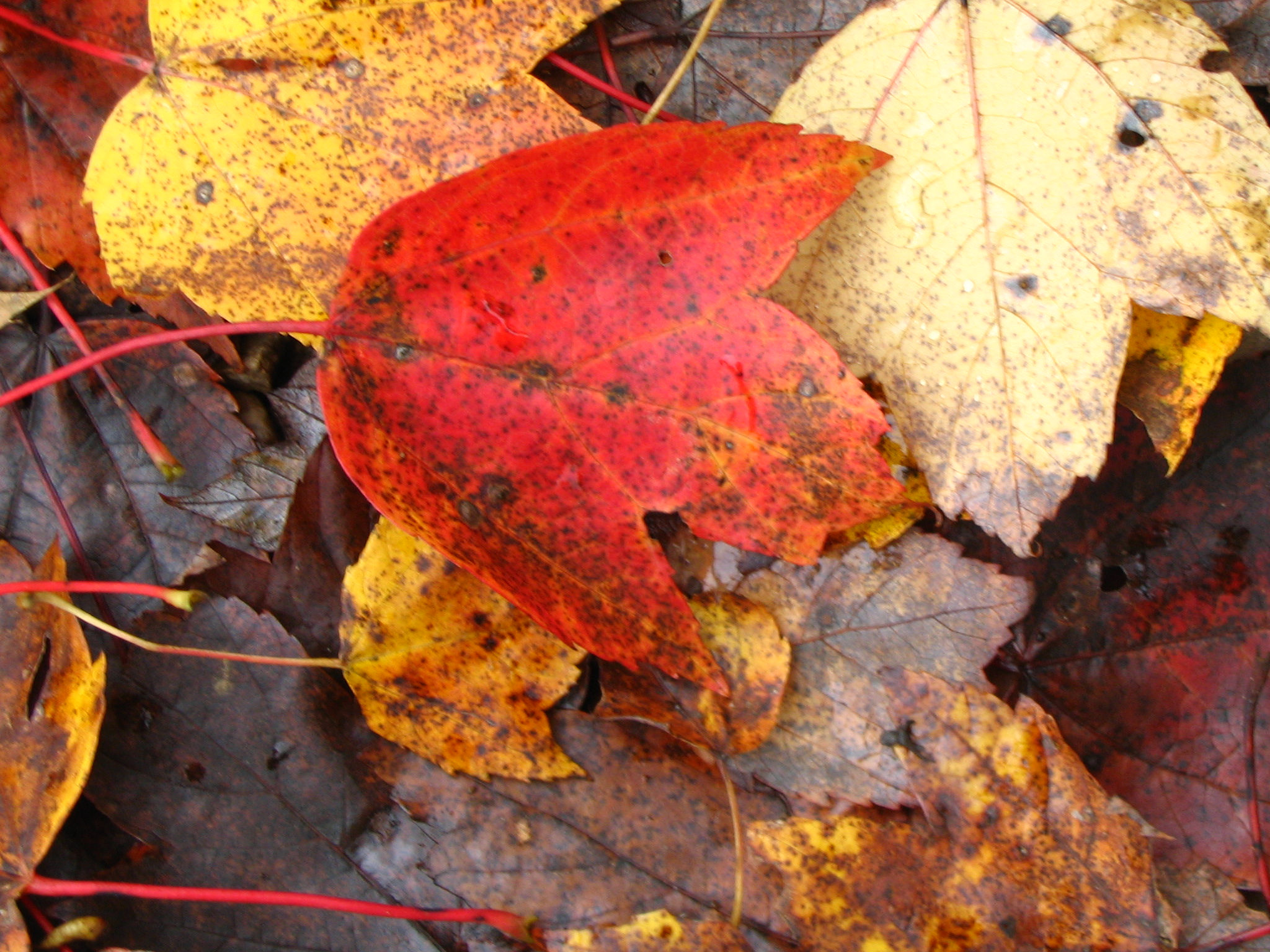 Red in the Bunch