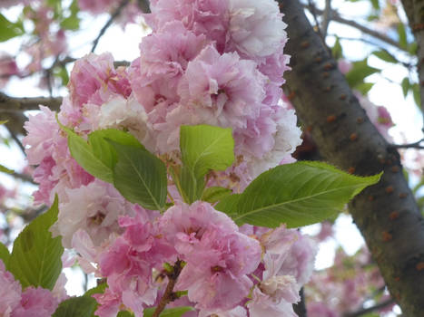 fleurs de cerisier