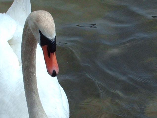 Swan