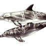 dolphin flash