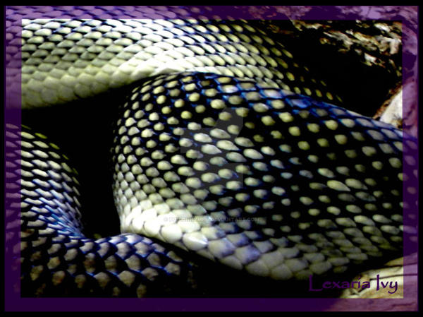 Amystine Python Amethystine Python II by PoisonNymph on DeviantArt