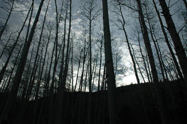 Dusk Aspens