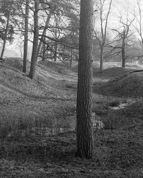 Trees Tatton Park