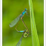 Damselfly making love....