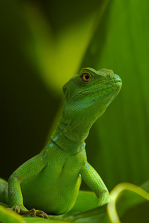 Basiliscus by avdstelt on DeviantArt