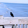 Bird on Tybee Island pier