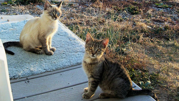 Porch Kittens