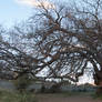 Oak Tree