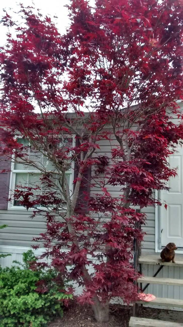 Chinese Maple Tree Spring Chinese maple tree by WolfGuardian221 on DeviantArt