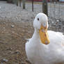 aflac?