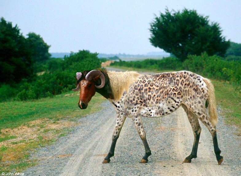 Animal Morphing I by shortskilz17 on DeviantArt
