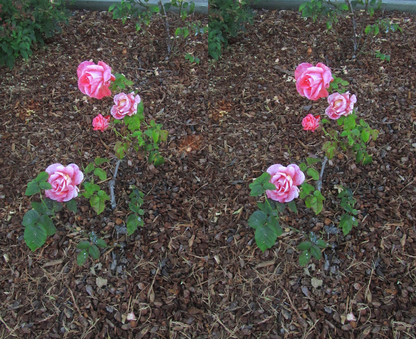 Stereograph - Roses