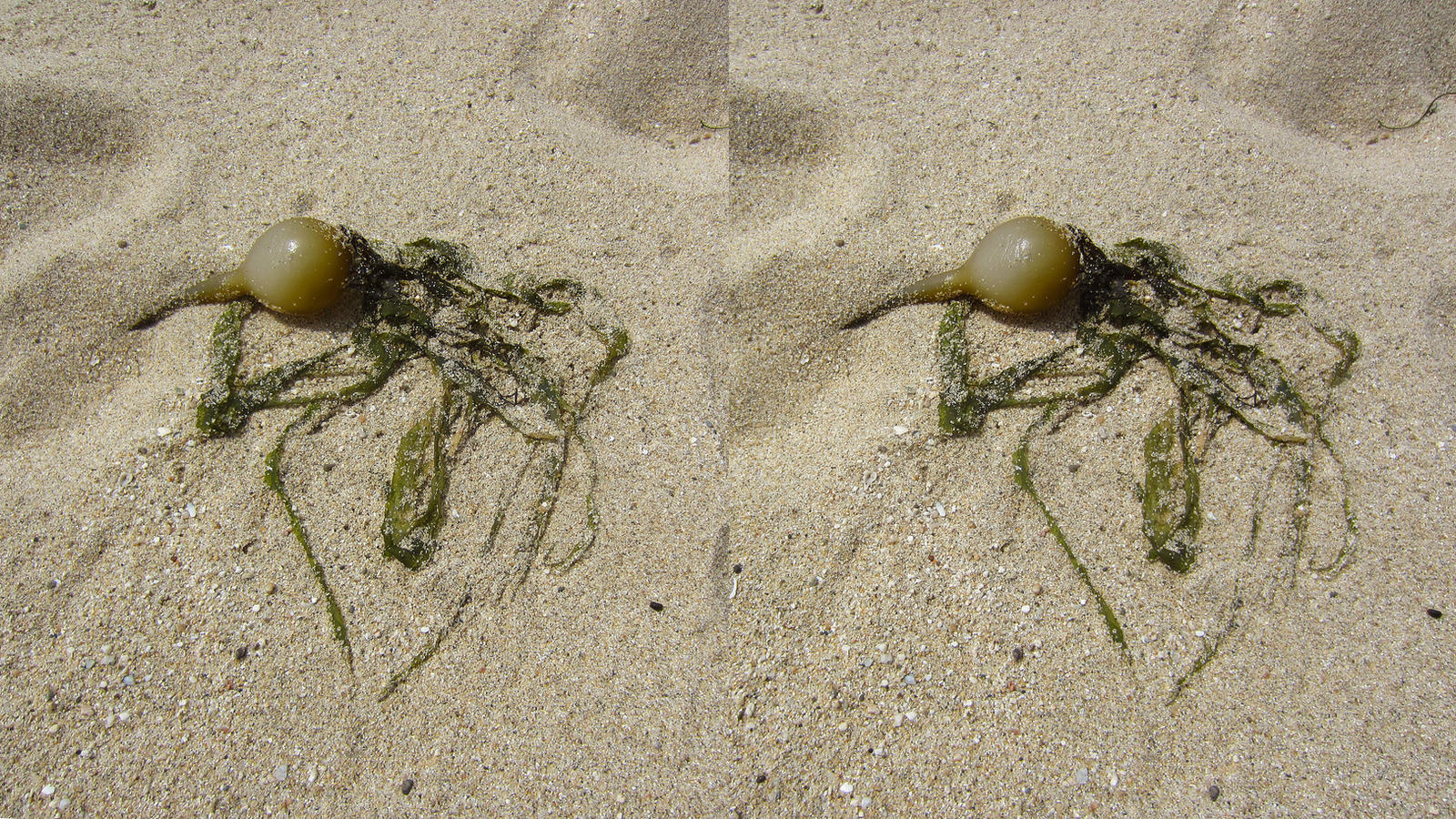 Stereograph - Sea Carrot