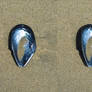Stereograph - Shell
