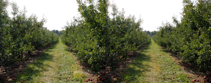 Stereograph - Path of Apple Trees