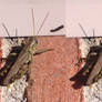 Stereograph - Grasshopper