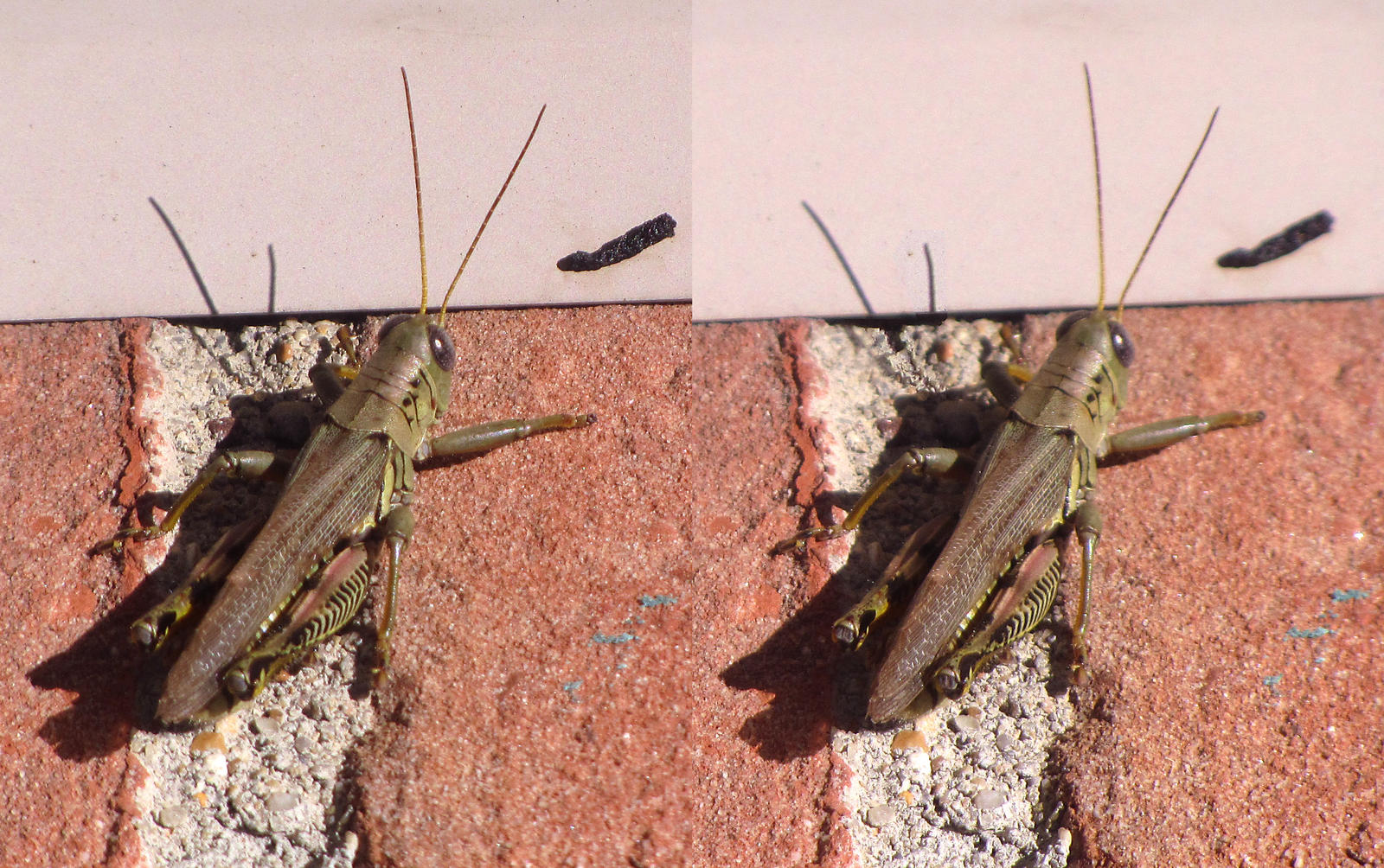 Stereograph - Grasshopper