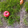 Stereograph - Apple Among Grass
