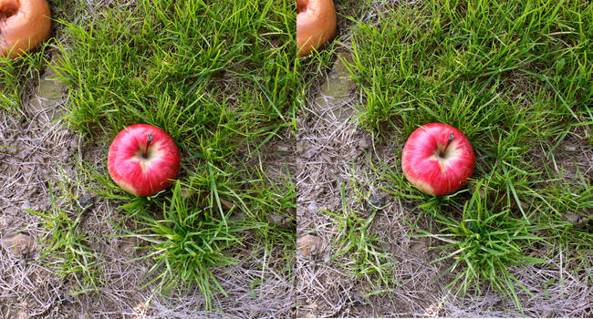 Stereograph - Apple Among Grass