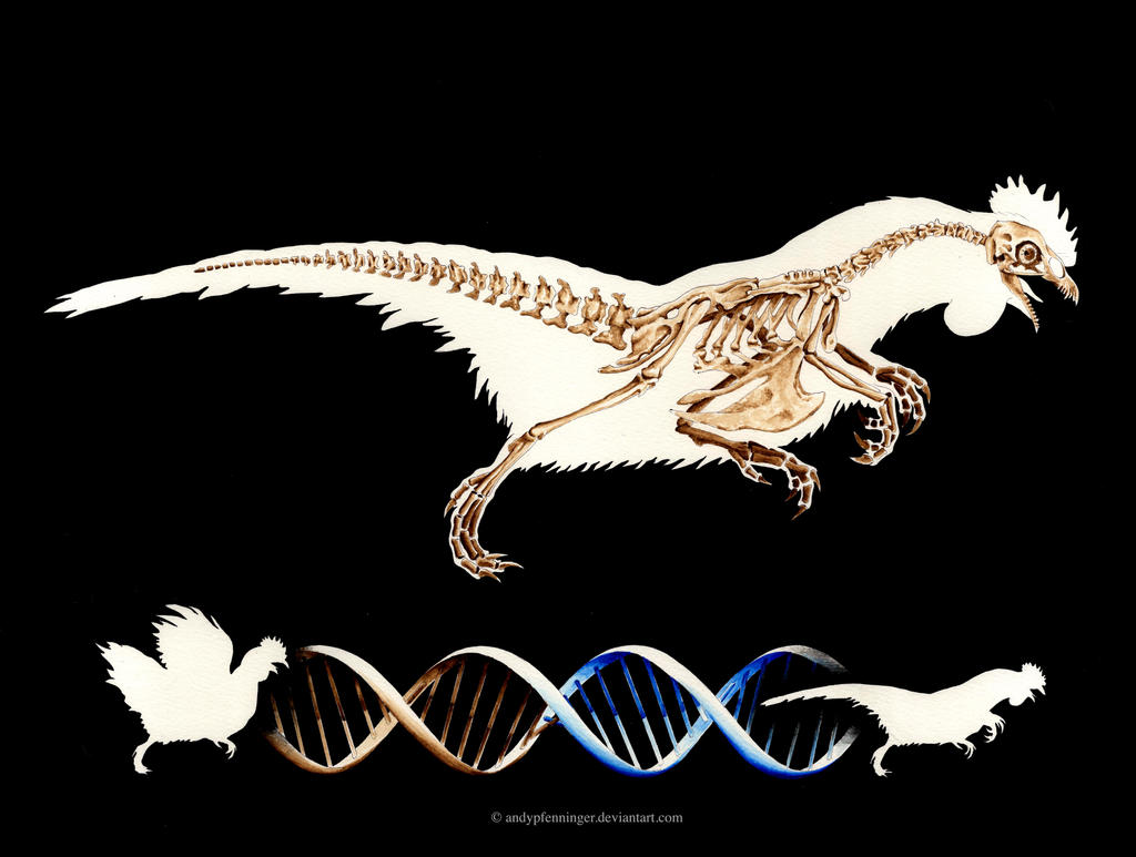 Dinochicken Skeleton By Andypfenninger On Deviantart Dinochicken Skeleton By Andypfenninger On Deviantart