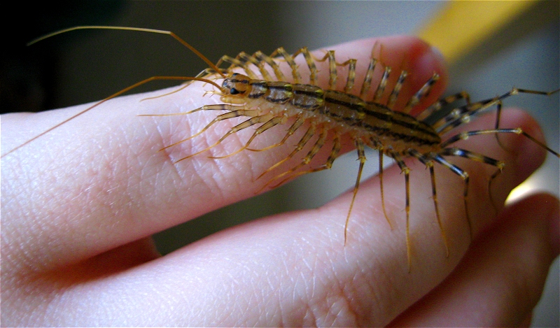 Scutigera coleoptrata