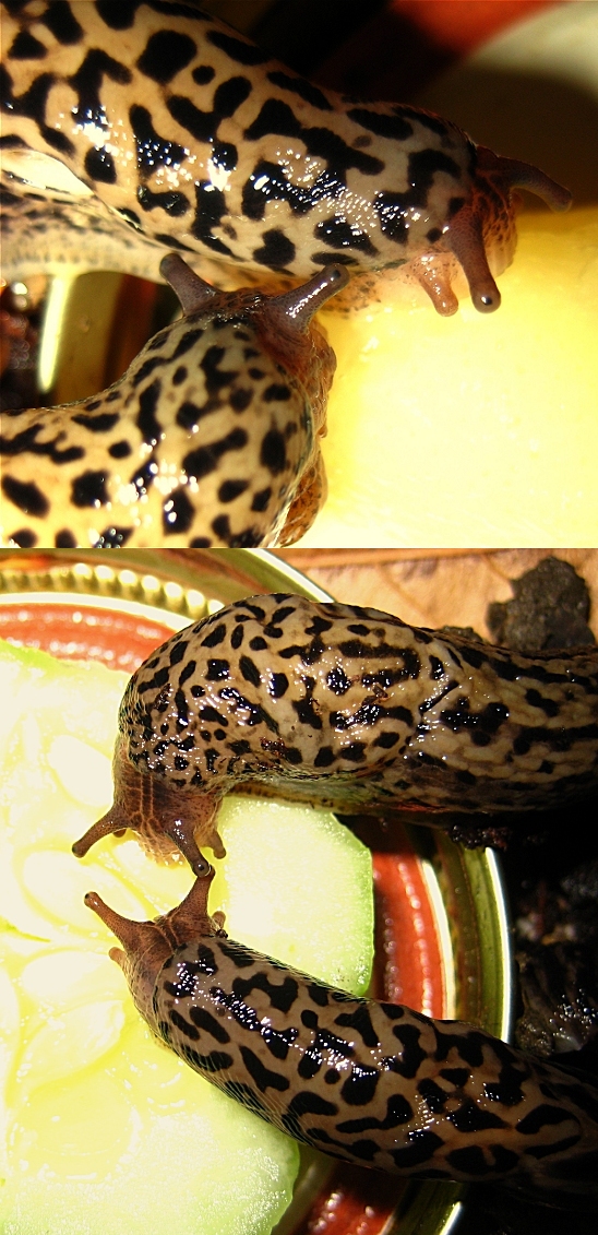 My Leopard Slugs