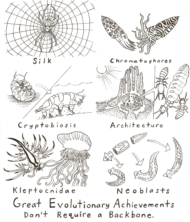 Invertebrate Adaptations