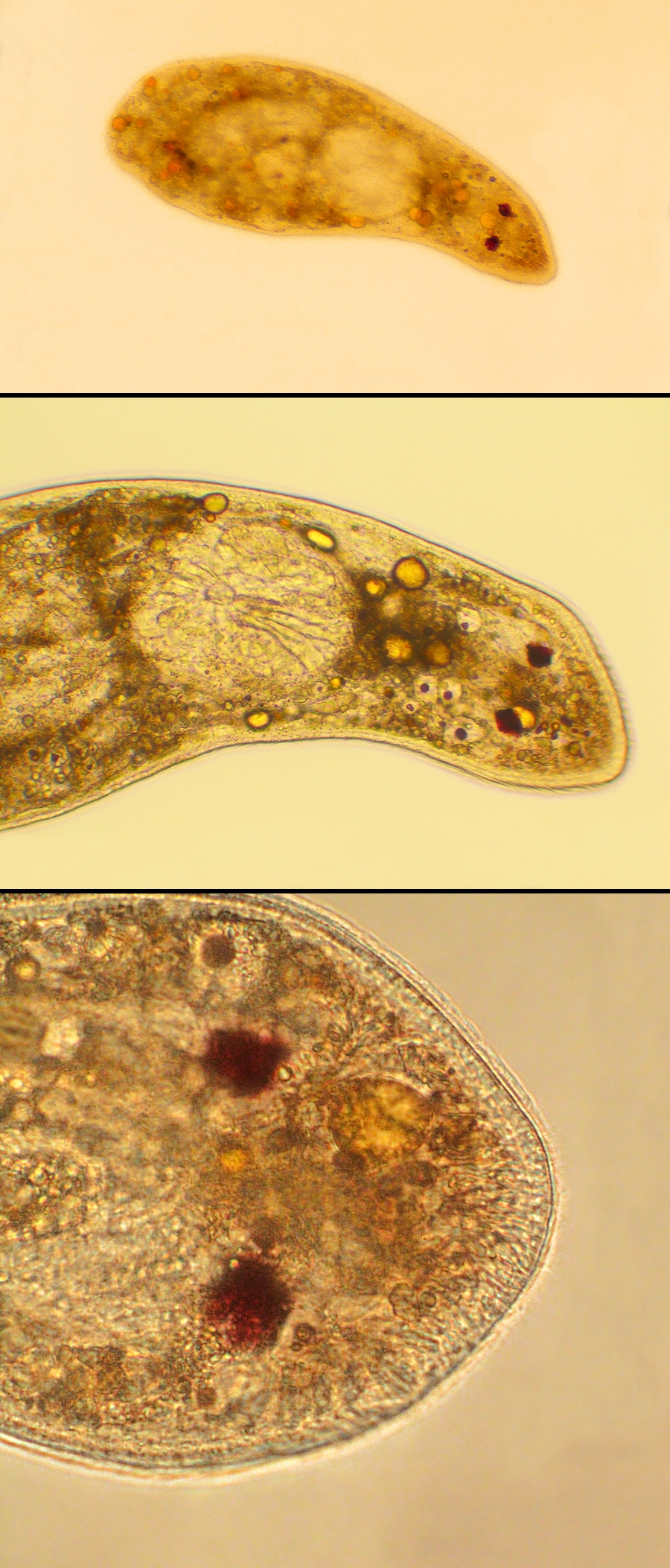 Turbellarian microscopy 1