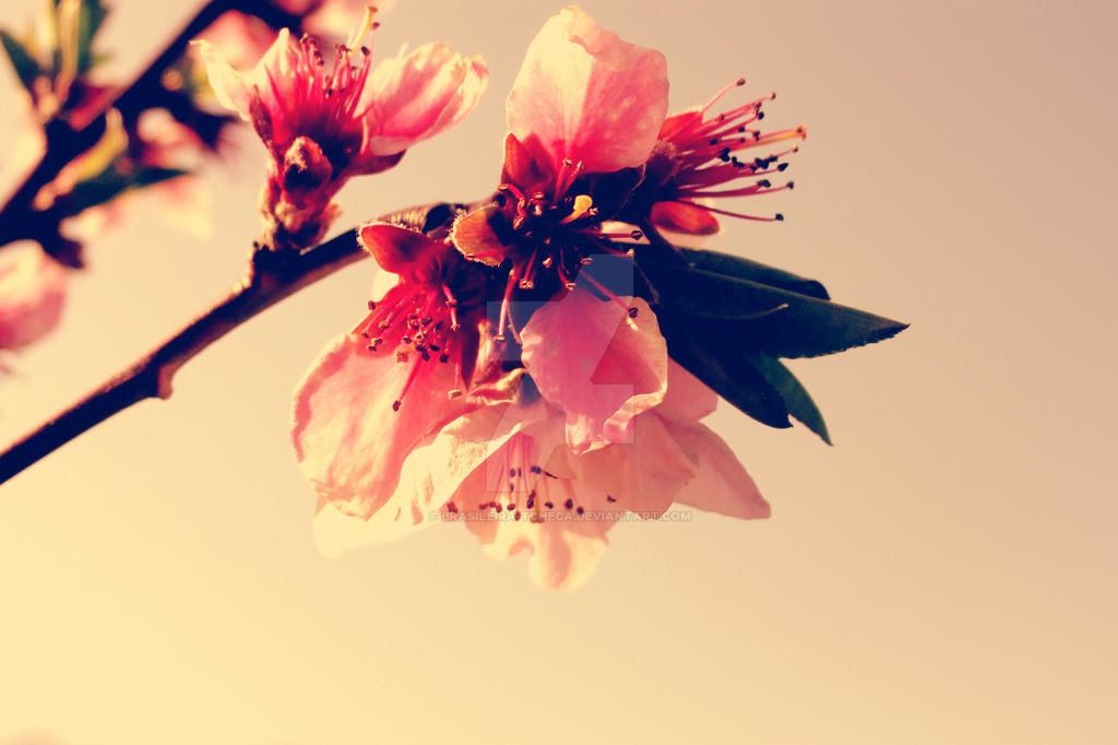 Blossom II.