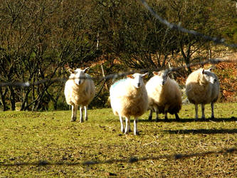 Sheep in County Wicklow