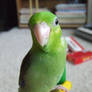 George the Parrotlet